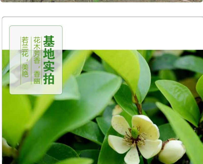香妃含笑红花庭院植物耐寒花卉四季开花带叶带花