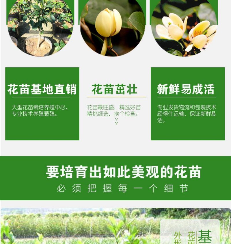 香妃含笑红花庭院植物耐寒花卉四季开花带叶带花