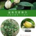 香妃含笑红花庭院植物耐寒花卉四季开花带叶带花