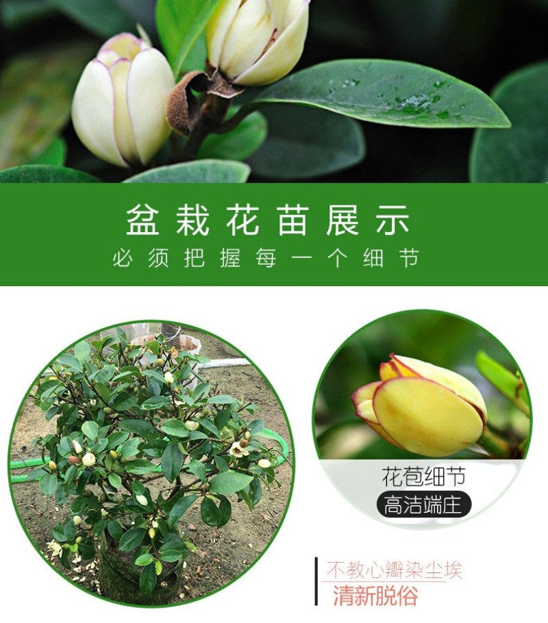 香妃含笑红花庭院植物耐寒花卉四季开花带叶带花
