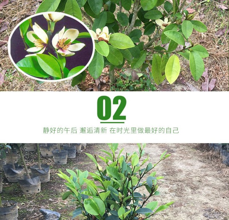 香妃含笑红花庭院植物耐寒花卉四季开花带叶带花