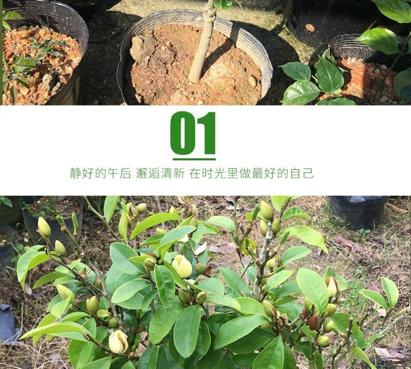 香妃含笑红花庭院植物耐寒花卉四季开花带叶带花