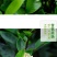 香妃含笑红花庭院植物耐寒花卉四季开花带叶带花