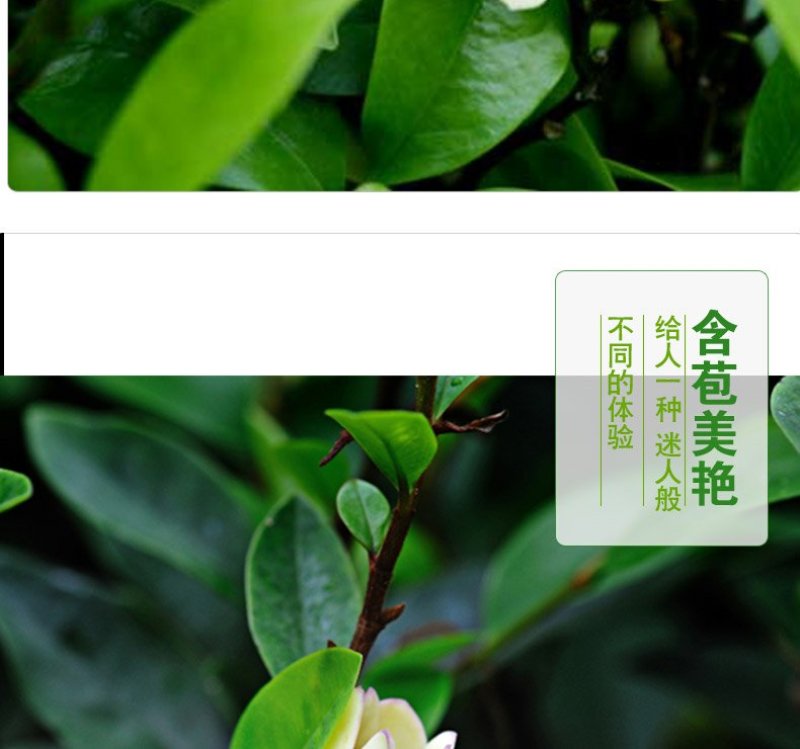香妃含笑红花庭院植物耐寒花卉四季开花带叶带花