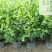 香妃含笑红花庭院植物耐寒花卉四季开花带叶带花