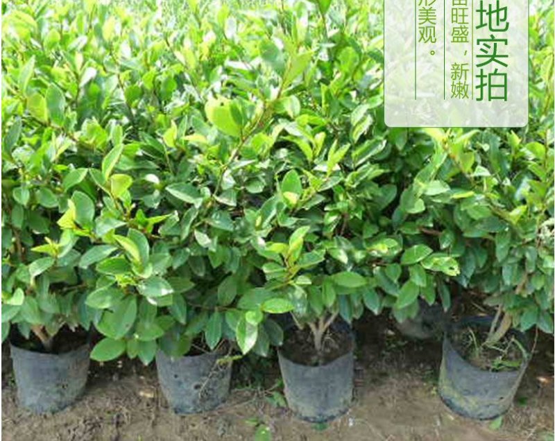 香妃含笑红花庭院植物耐寒花卉四季开花带叶带花