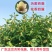 香妃含笑红花庭院植物耐寒花卉四季开花带叶带花