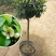 香妃含笑红花庭院植物耐寒花卉四季开花带叶带花