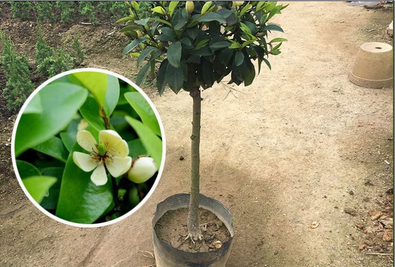 香妃含笑红花庭院植物耐寒花卉四季开花带叶带花