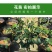 香妃含笑红花庭院植物耐寒花卉四季开花带叶带花