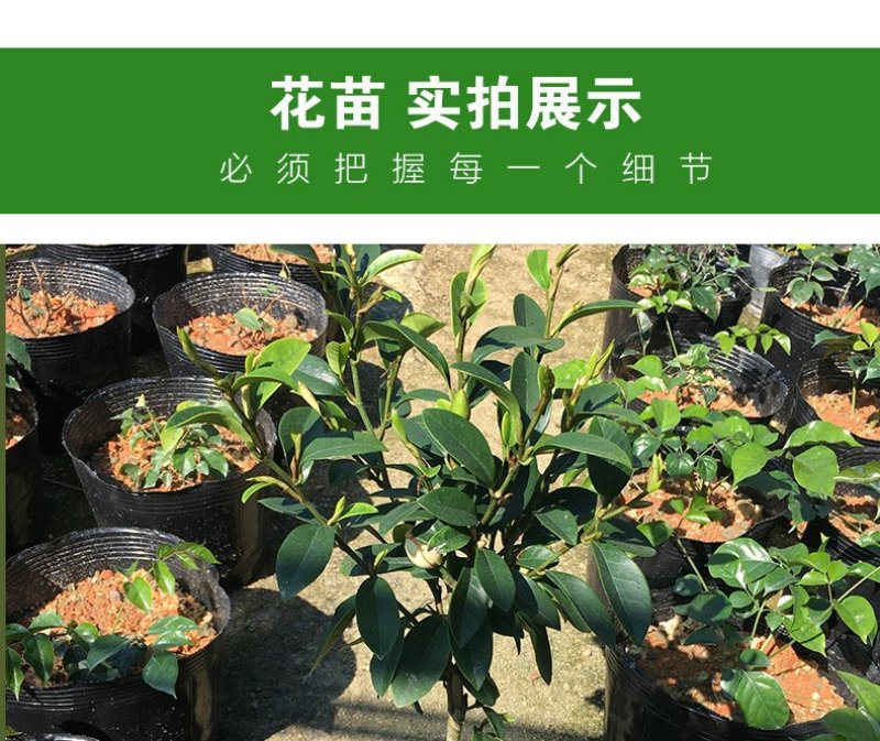 香妃含笑红花庭院植物耐寒花卉四季开花带叶带花