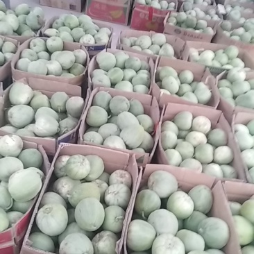 大量供应绿宝石甜瓜