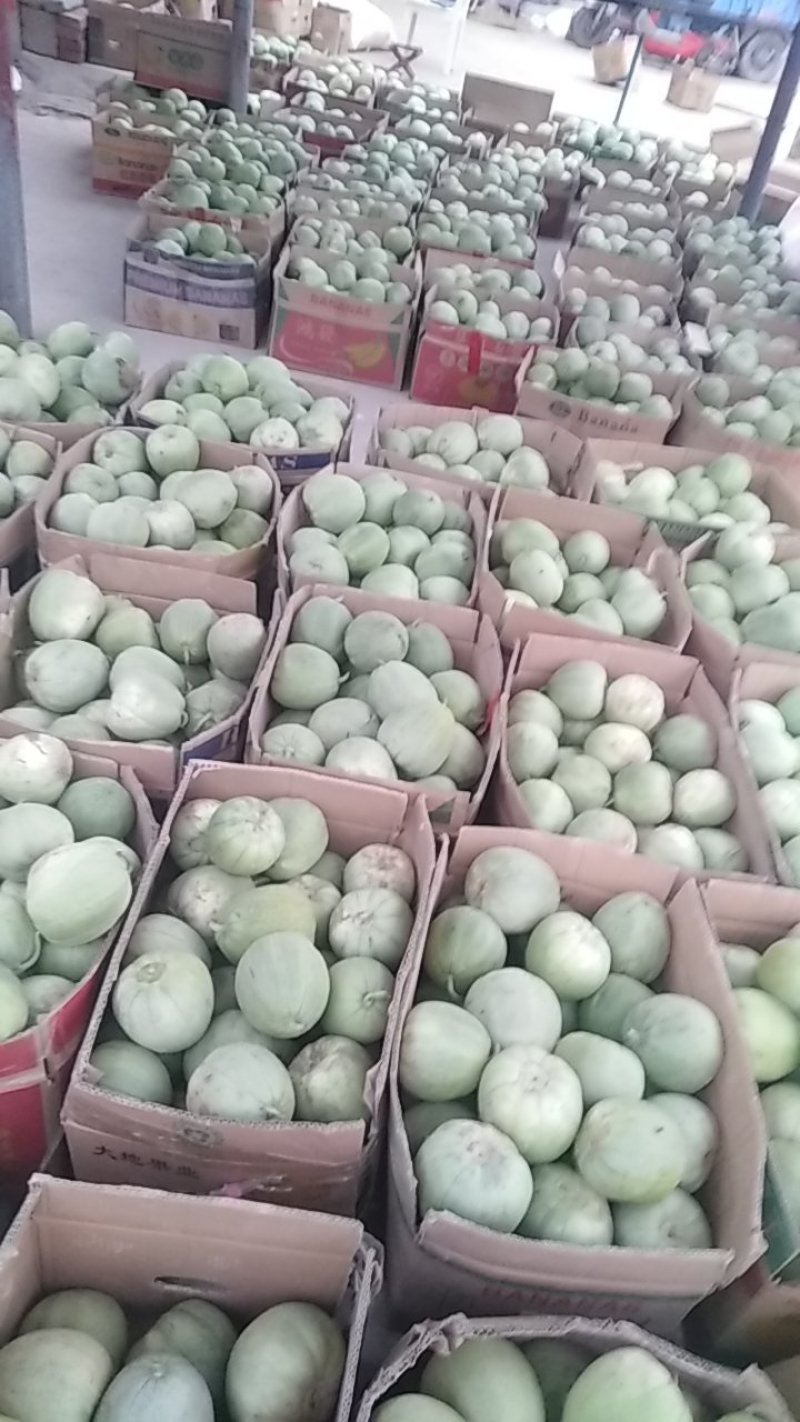 大量供应绿宝石甜瓜