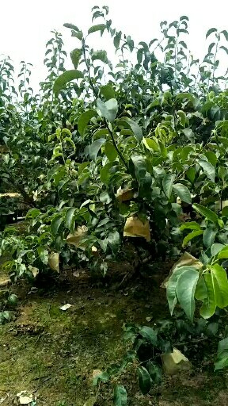 千亩梨园丰水梨，已开卖了，成都天府新区籍田白杨水果专业合
