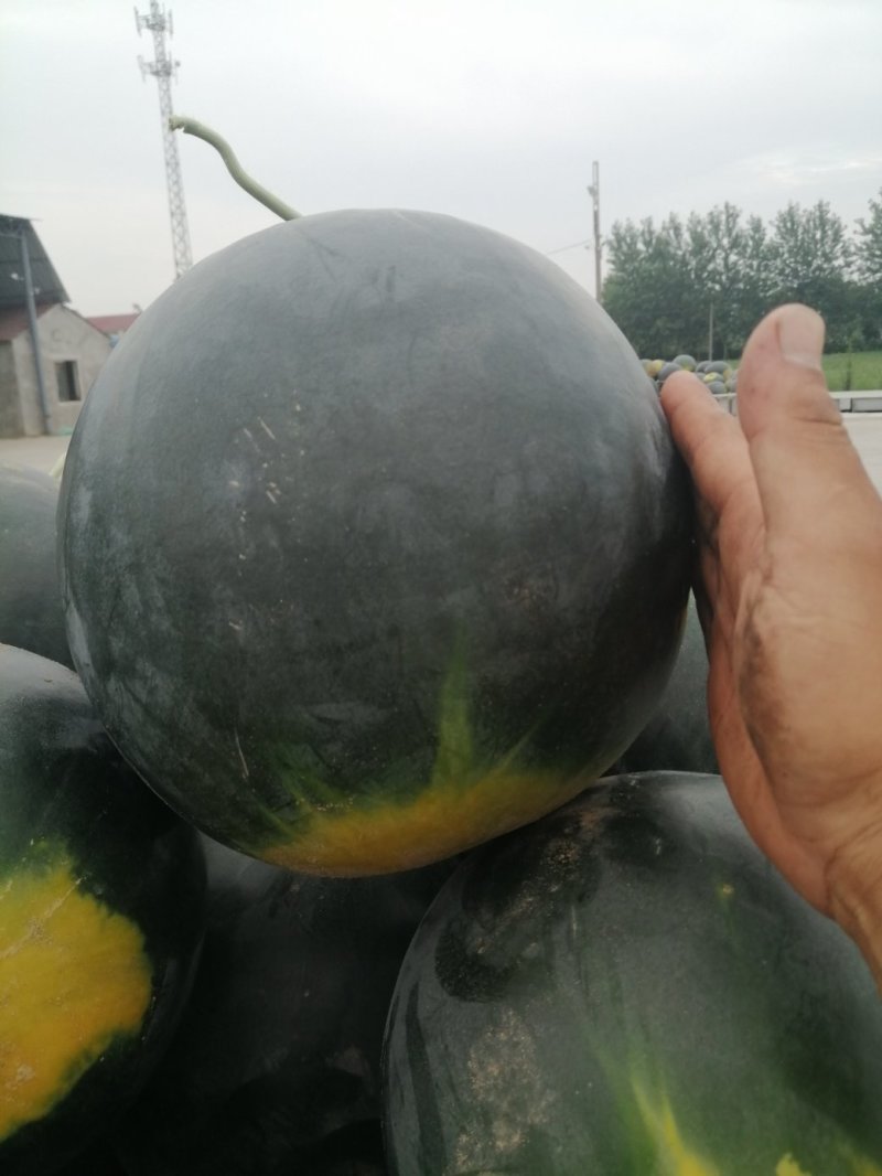 湖北钟祥官庄湖农场西瓜大量上市！