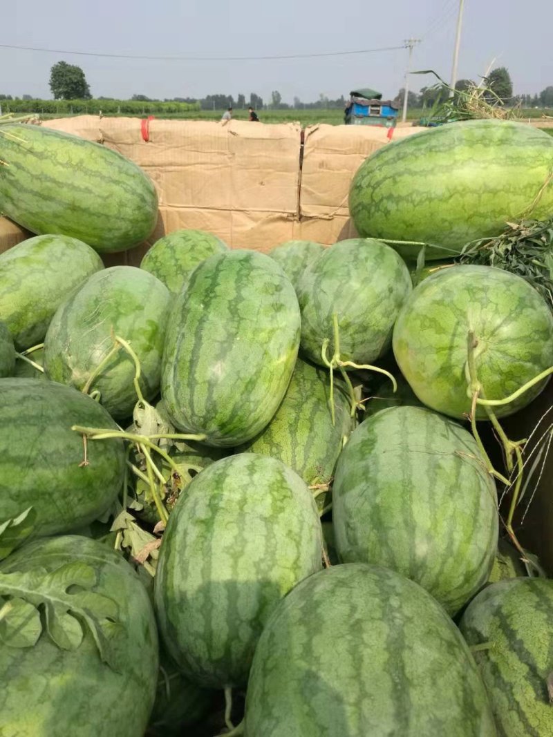 西瓜大量现货