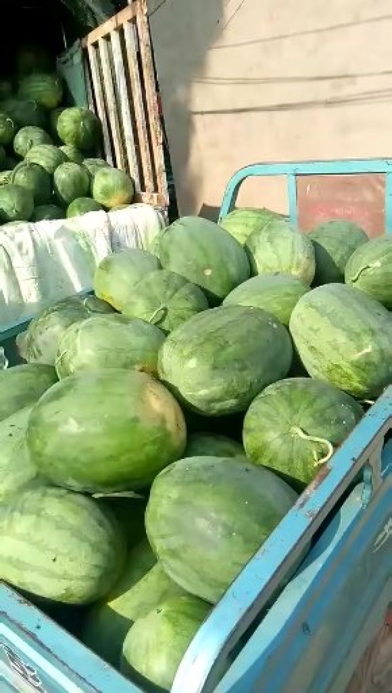 西瓜大量现货