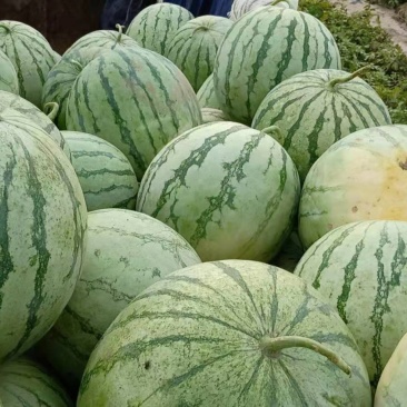 西瓜大量现货
