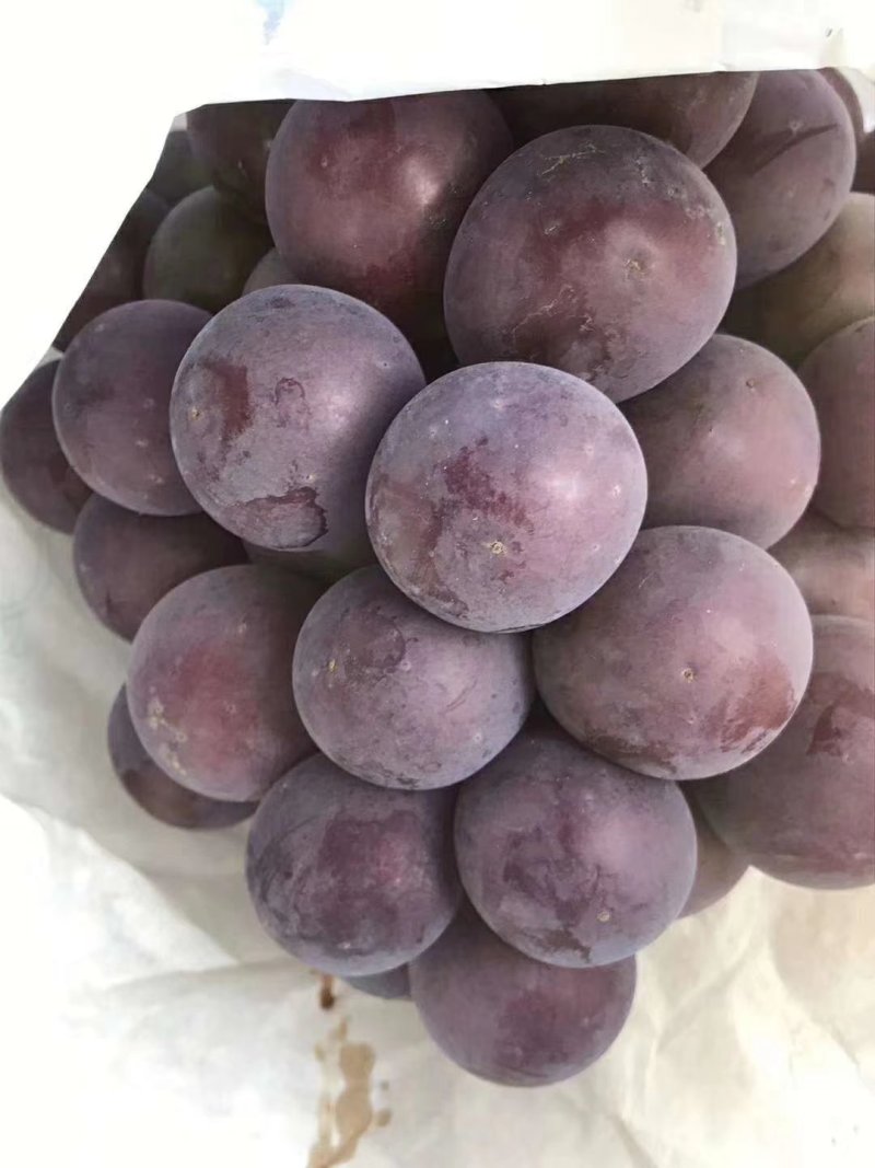 精品乒乓球葡萄