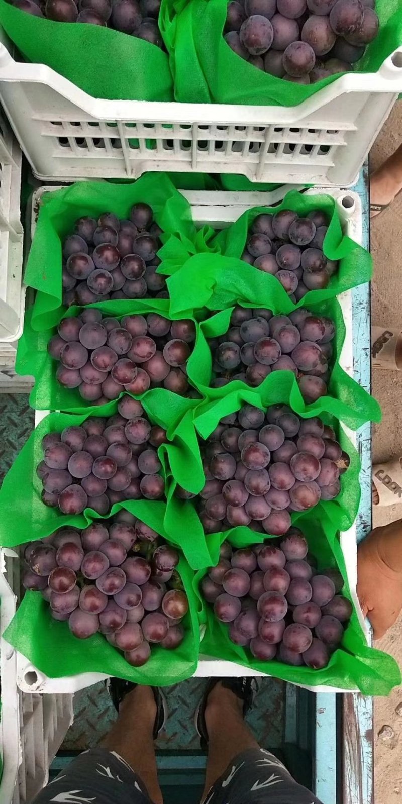 精品乒乓球葡萄