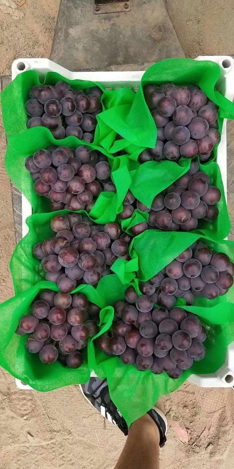 精品乒乓球葡萄
