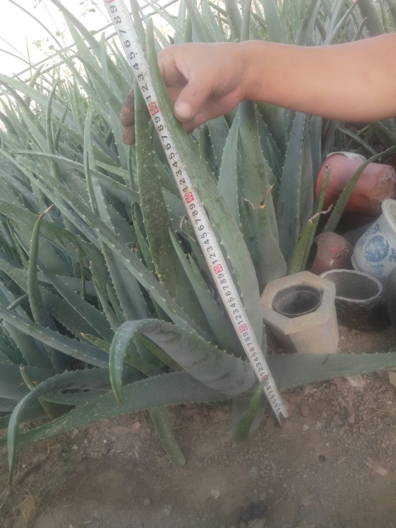 已分栽过的库拉索芦荟种苗
