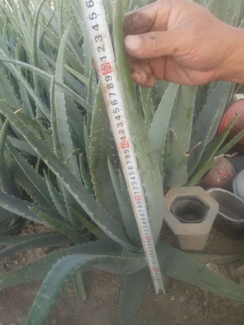 精选优质纯种美国库拉索芦荟种苗，已分棵栽种的多年苗