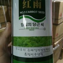 韩国进口三红胡萝卜种子红雨一号