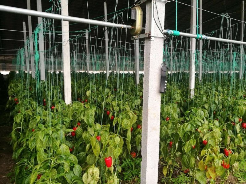 吊秧绳吊蔓绳塑料绳爬藤网拉绳大棚蔬菜黄瓜辣椒吊绳厂家直销
