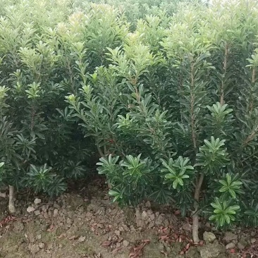 杨梅树