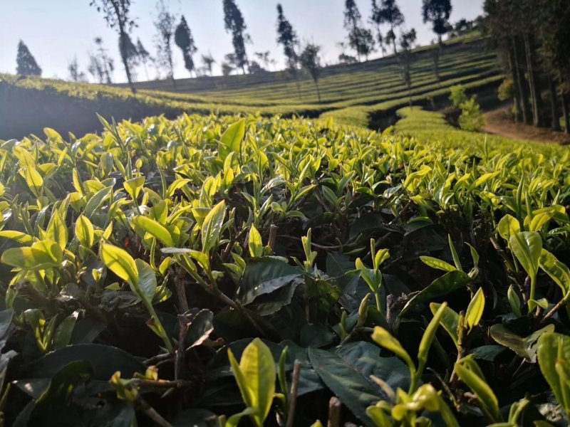 滇红红茶金丝蜜香茶叶一级批发古树厂家