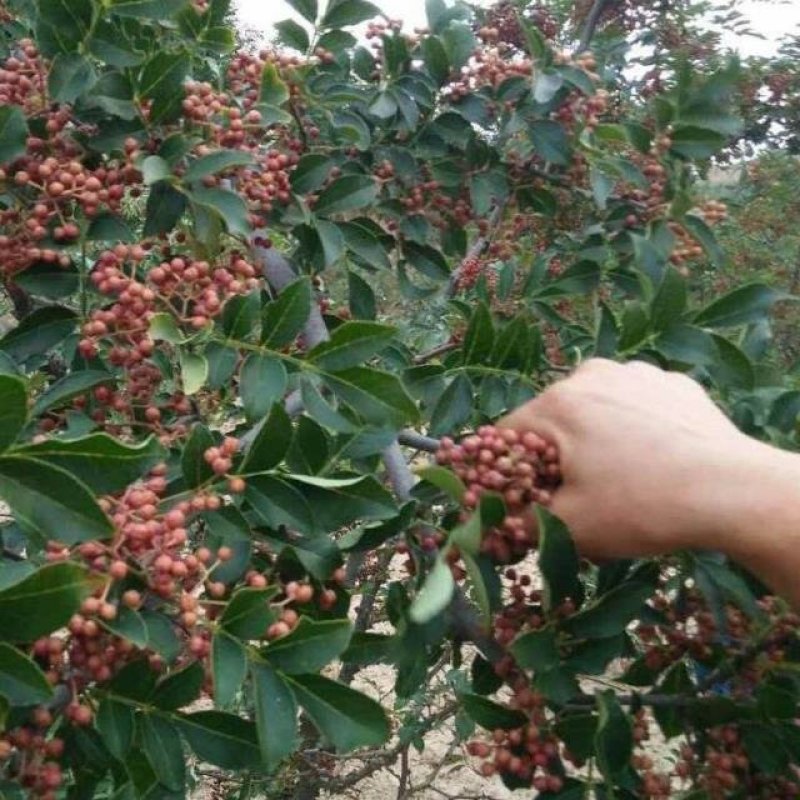 陕西大红袍花椒免费打粉一件代发批发零售