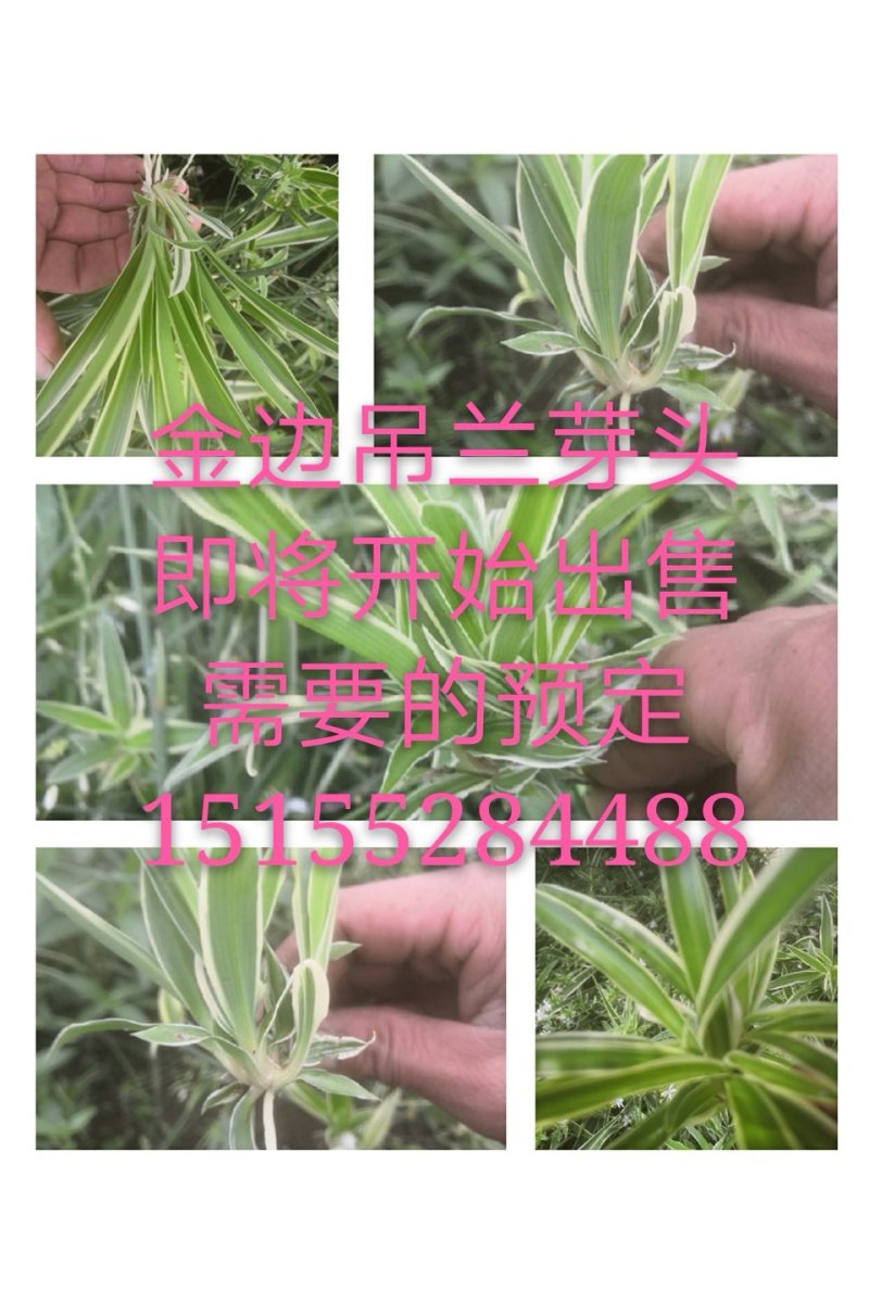 吊兰