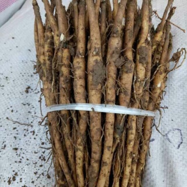 油用牡丹苗