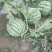 大朋头荏原朋，六斤打底，八成熟，无籽，质量有保障