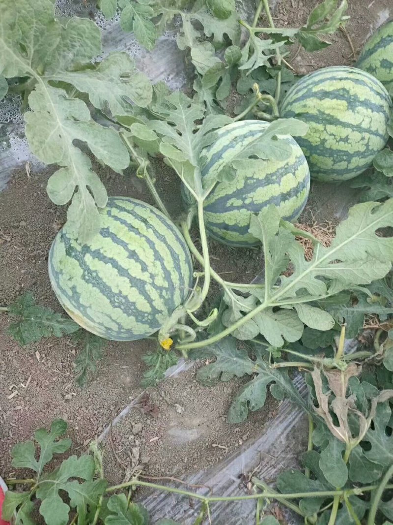大朋头荏原朋，六斤打底，八成熟，无籽，质量有保障