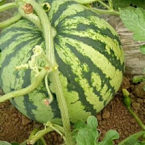 大朋头荏原朋，六斤打底，八成熟，无籽，质量有保障