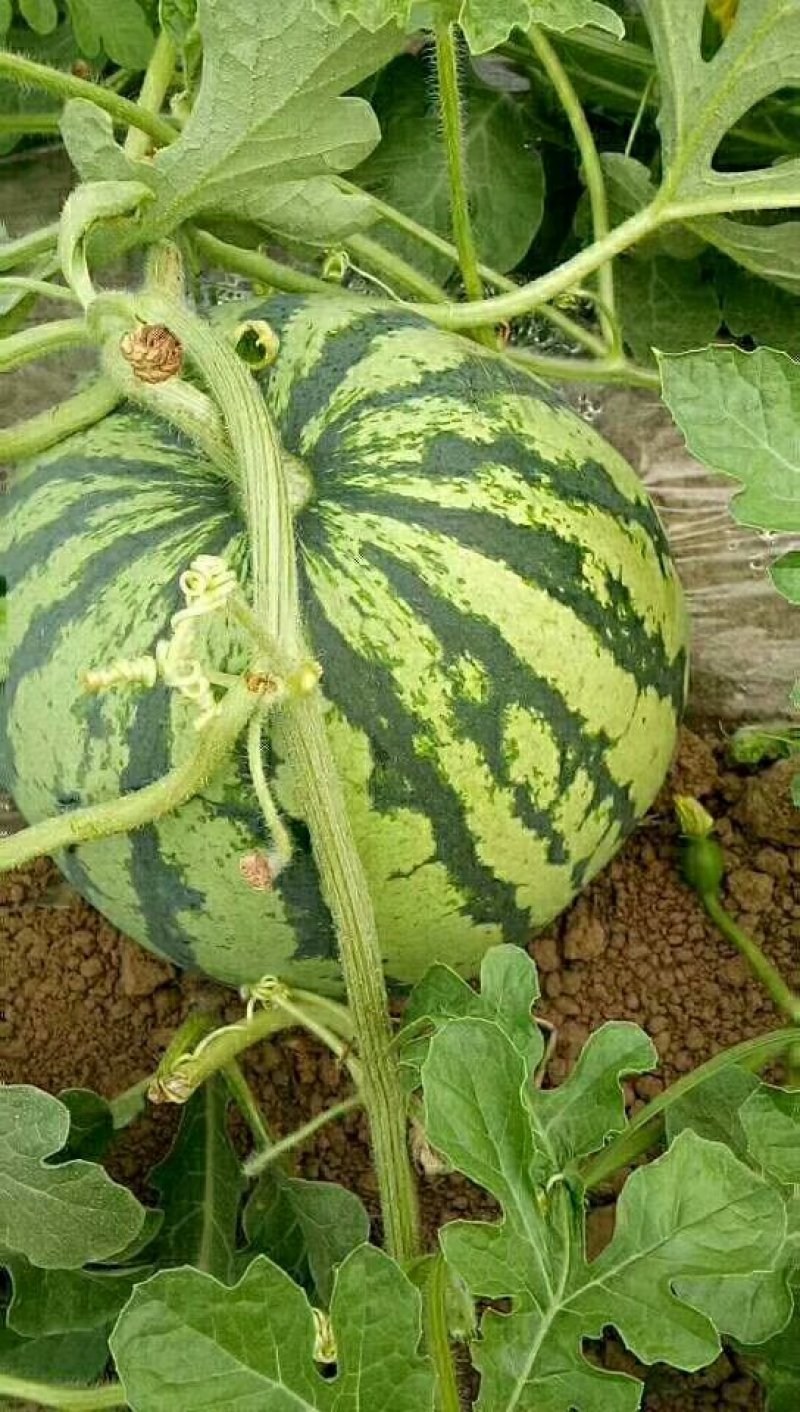 大朋头荏原朋，六斤打底，八成熟，无籽，质量有保障