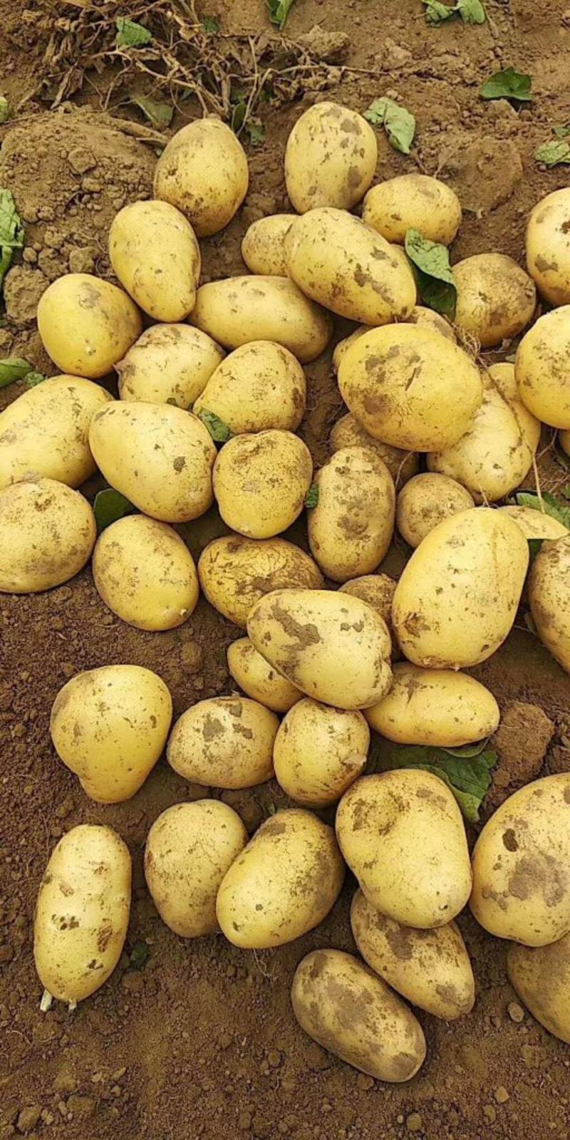 尤金土豆，V7土豆土岩西森炎暑大量上市！实力代办