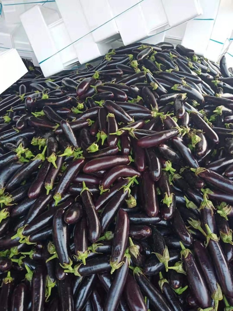 黑金刚绿把长茄子4两以上大量上市中