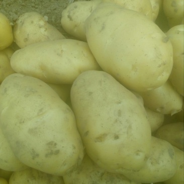 大量土豆以上市，欢迎釆购商来釆购