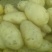 大量土豆以上市，欢迎釆购商来釆购