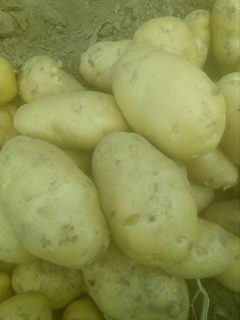 大量土豆以上市，欢迎釆购商来釆购