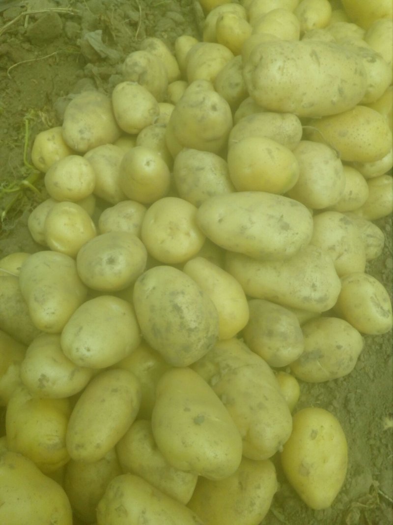 大量土豆以上市，欢迎釆购商来釆购