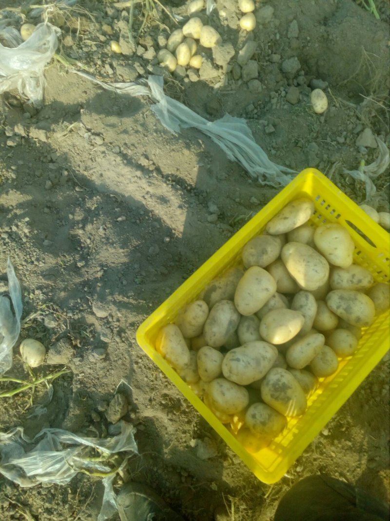 大量土豆以上市，欢迎釆购商来釆购