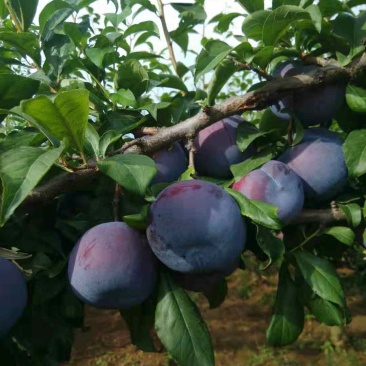 黑布林