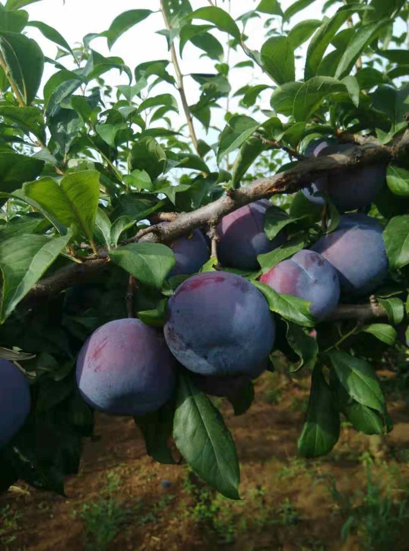 黑布林
