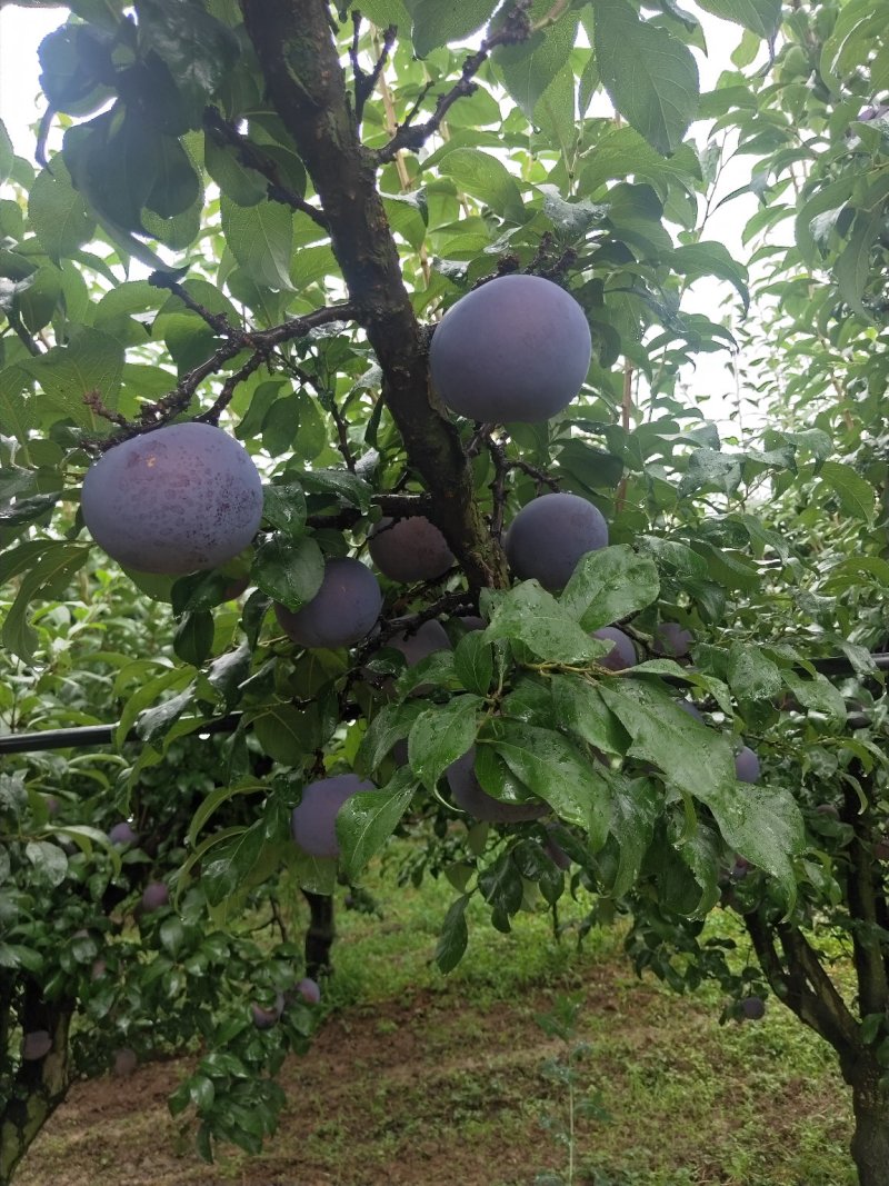 黑布林