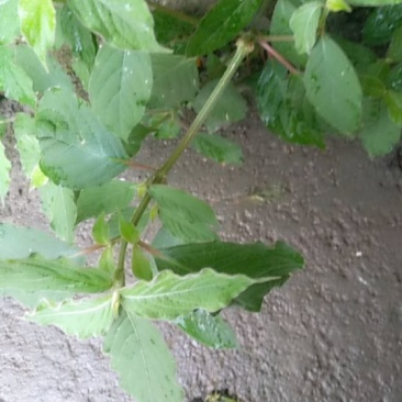 倒扣草