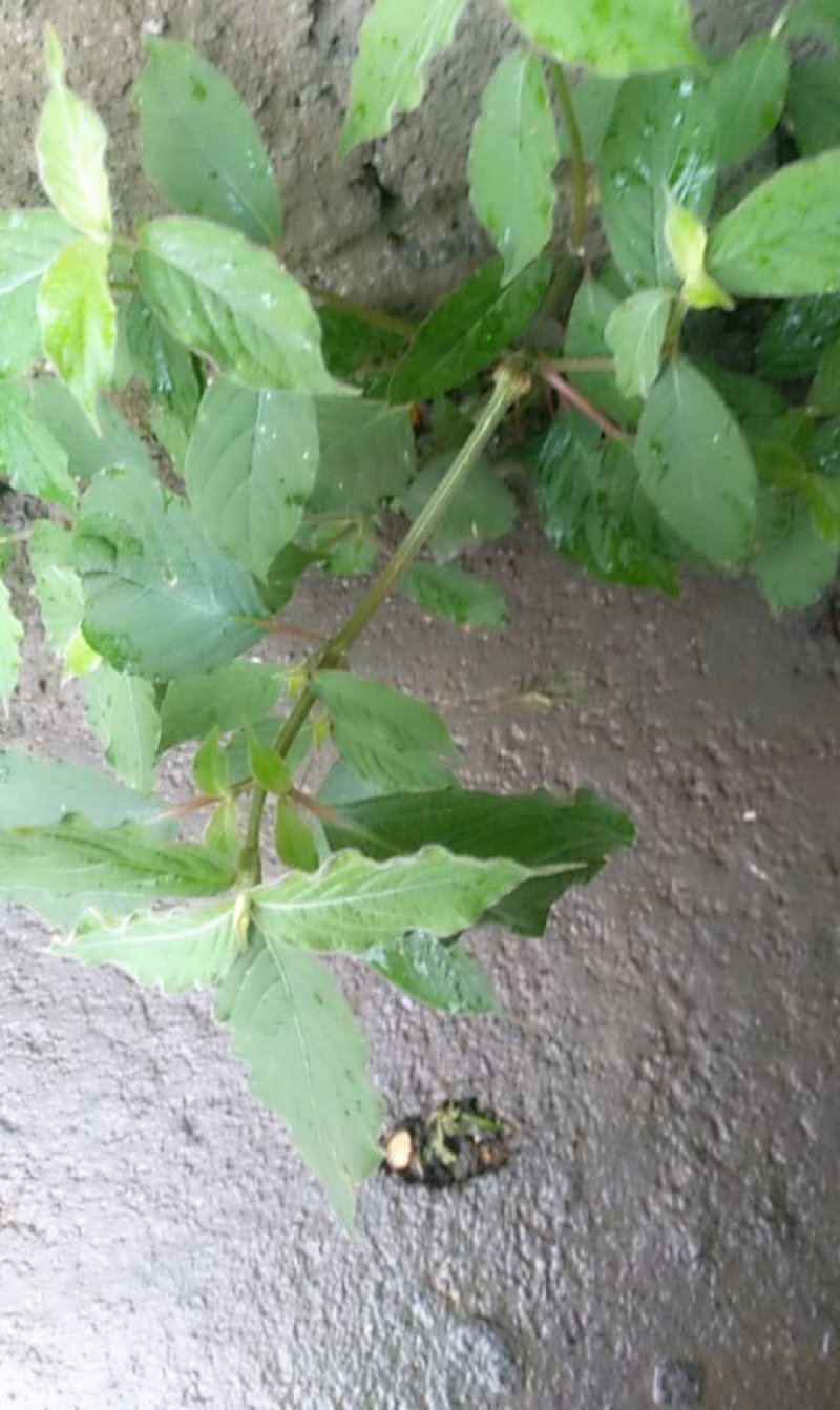 倒扣草